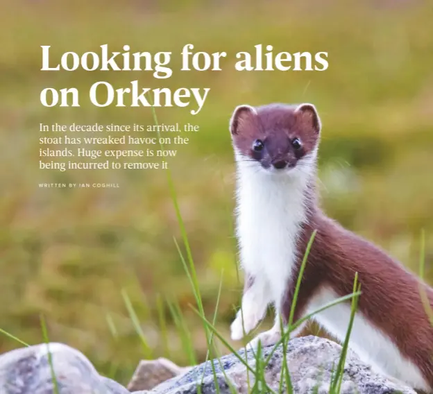  ??  ?? It is thought that the stoat reached the Orkney Isles by boat, and was quick to adapt