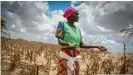  ?? ?? La Corne de l'Afrique lutte contre la troisième importante sècheresse en dix ans