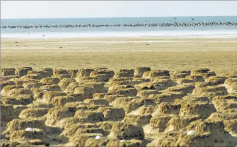  ?? SAILESH RAVAL/ INDIA TODAY GROUP/ GETTY IMAGES ?? Vanishing: A road could destroy flamingo colonies in the Rann of Kutch, the only known regular breeding area of the species in India.