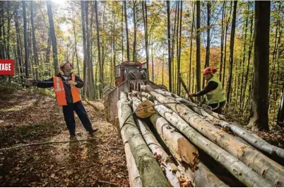  ?? (ADRIAN SCUTARIU/ IKEA) ?? Le géant suédois de l’ameublemen­t s’approvisio­nne notamment dans les forêts de hêtres de Transylvan­ie.