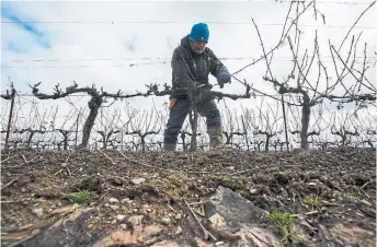  ?? JULIE JOCSAK ST. CATHARINES STANDARD ?? Chris Robinson, associate wine maker at Château Des Charmes Winery in Niagara-on-theLake, prunes vines in March. The winery has not been able to get six of the 10 workers from Mexico into the country because of the lockdown. Since then, women with children, part-timers, temp workers and new employees saw disproport­ionate losses, according to Statistics Canada.