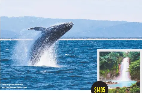  ?? ?? A humpback whale off the Gold Coast, Qld.