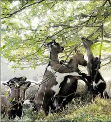  ??  ?? Arbeitstei­lung im Naturschut­zgebiet: Schafe halten die Heide klein, Ziegen widmen sich höheren Aufgaben.