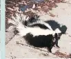  ?? CHAELA GRACE KINDNESS ?? The rescued Sandy Hill skunk.