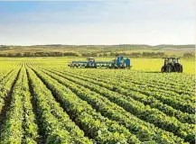  ?? ?? Imagen de uno de los campos de cultivo de la compañía.