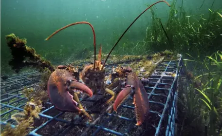  ?? AP FILE ?? TOTAL CATCH TO TAKE A DIP: A lobster walks over the top of a lobster trap off the coast of Biddeford, Maine. A pair of studies published in 2019 by University of Maine scientists suggest the U.S. lobster industry is headed for a period of decline, but likely not a crash. Below left, fishing boats, loaded with traps, head from port in West Dover, Nova Scotia, Canada, on Tuesday.