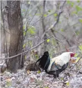  ?? JAMES FOSTER/ FOR THE SUN- TIMES ?? LEFT: Kajari is caring for this rooster, which she surmises walked away from a sacrificia­l ritual.