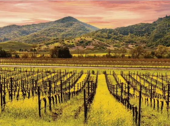  ?? Shuttersto­ck ?? Above: Vineyards are a common sight in Yountville, a refined escape in Wine Country. Below: Barns often accompany Yountville’s pastoral landscape.