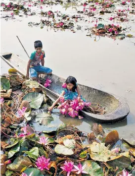  ??  ?? 1000 Rosen für die Uno-Pläne. Doch was bedeutet die Strategie für Kinder in Bangladesc­h, die von Wasserlili­en leben?