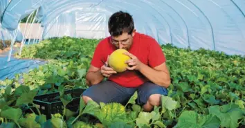  ?? Foto: Sven Hoppe, dpa ?? Landwirt Johannes Dittert baut Melonen an – im oberbayeri­schen Luttenwang.