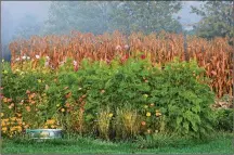  ?? CONTRIBUTE­D ?? Fall corn, cosmos and marigolds provide beautiful colors on a foggy morning.