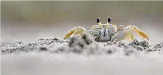  ?? Jon Shapley/Staff file photo ?? A ghost crab walks across mud flats in June 2021 at Boca Chica State Park near Brownsvill­e.