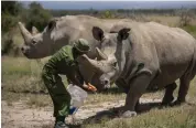  ?? — AP ?? Female northern white rhinos, that are the last two northern white rhinos on the planet, are fed some carrots by a ranger in their enclosure in Kenya on Friday.