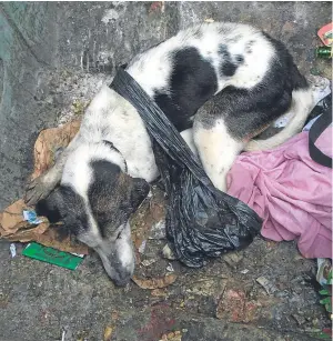  ??  ?? The elderly dog lies in the bin before being rescued by a Scottish SPCA officer, but the vet could not save him.