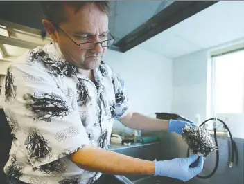  ?? PHOTOS: ADRIAN LAM/TIMES COLONIST ?? Gavin Hanke displays a spotted porcupine puffer fish that, until now, had never been found north of San Diego. “We just shook our heads,” he says, “and wondered, ‘How did that get here?’”