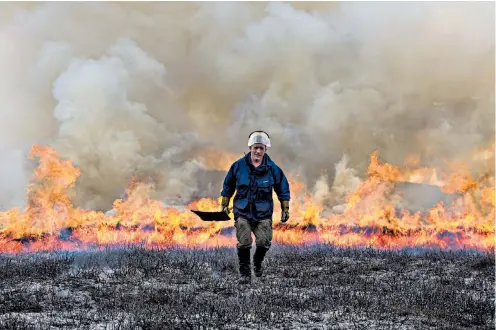  ??  ?? Growing embers Simon Brooks, a gamekeeper, burns heather on Blubberhou­ses Moor, North Yorks. As moorland plants get older they become less palatable to animals. Burning small areas is a centuries-old tradition that removes older growth to allow the...