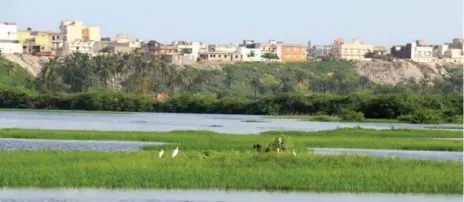  ?? CATHERINE PORTER PHOTOS/TORONTO STAR ?? Egrets and herons wade in the Technopole, a wetland in Dakar. The government announced a plan to build a 20,000-seat wrestling stadium here.