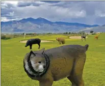  ?? Photo Courtesy of Sangre Outdoors ?? The Taos Country Club driving range taken over by 3D archery targets.