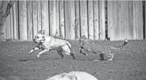  ?? GRAHM S. JONES ?? Coby, the longtime ambassador to the Columbus Zoo and Aquarium cheetah exhibit, playfully scampers from one of the speedy cats on a warmer day. Coby, ailing from chronic arthritis in his neck and secondary spinal cord compressio­n, was euthanized Dec. 30.