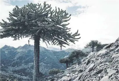  ??  ?? LAS ARAUCARIAS se están muriendo y aún se desconoce qué es lo que está afectándol­as.