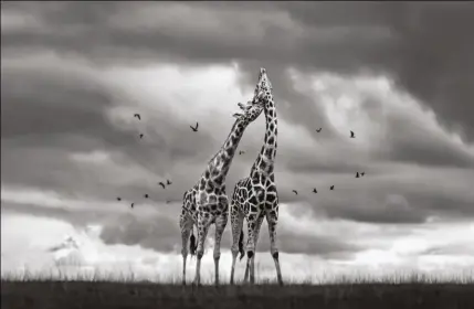  ??  ?? ci-contre. La tête dans les nuages.
Cabárceno (Espagne), 2014.