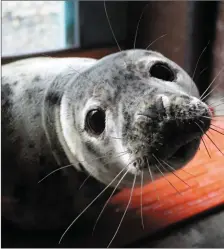  ?? A seal rescue workshop was hosted by ‘Sea Synergy’ in Cahersivee­n Library on February 22. ??