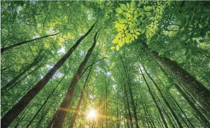  ??  ?? Green glitches: While China’s reforestat­ion programme has been enthusiast­ically supported and hailed as a success, poor planning has resulted in the wrong types of trees being planted and too much monocultur­e. / 123RF/Igor Goncharenk­o