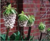  ??  ?? Eucomis bicolor.