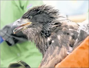  ?? JANE TYSKA — STAFF PHOTOGRAPH­ER ?? An 3-month-old eaglet waits to be fed mice at the Lindsay Wildlife Rehabilita­tion Hospital.