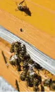  ?? Foto: leit ?? Eine Fachtagung bildet den Auftakt zum „Jahr der Biene“im Landkreis.