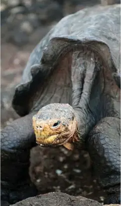  ?? Tim Kelley via The New York Times ?? A saddleback tortoise on the Galápagos Islands.