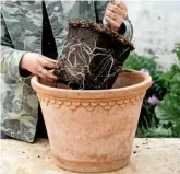  ?? ?? 1 Plant the apple and blackcurra­nt in slightly larger pots. Fill one-third with compost, ease out a few roots and backfill with more compost. Tuck the thyme in with the blackcurra­nt and pot up the sage.