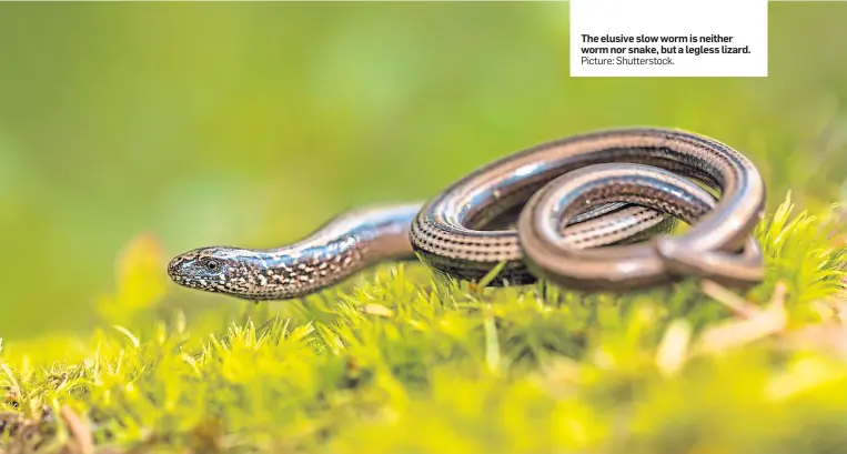  ?? Picture: Shuttersto­ck. ?? The elusive slow worm is neither worm nor snake, but a legless lizard.