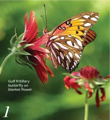  ??  ?? Gulf fritillary butterfly on blanket flower