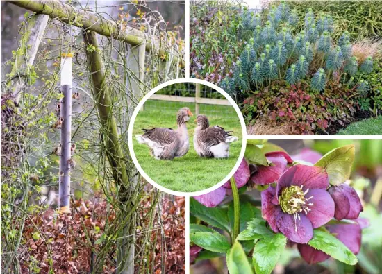  ??  ?? WINTER INTEREST (clockwise from above left) At this feeder goldfinche­s don’t have to wait long; Euphorbia characias, epimediums, daphne ‘Jacqueline Postill’ and cornus ‘Midwinter Fire’; drifts of hellebores and snowdrops under a silver birch; Helleborus hybridus INSET A pair of Toulouse geese