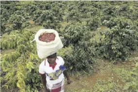  ?? ?? A woman carries harvested coffee beans on her head at a coffee plantation in Mount Gorongosa, Mozambique Sunday, August 3, 2019. When the Federal Reserve raises interest rates — as it did Wednesday, May 4, 2022 — the impact doesn’t stop with US homebuyers paying more for mortgages or Main Street business owners facing costlier bank loans. The fallout can be felt beyond America’s borders, hitting shopkeeper­s in Sri Lanka, farmers in Mozambique and families in poorer countries around the world.