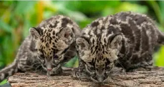  ?? Paul Selvaggio/Pittsburgh Zoo & PPG Aquarium ?? Eight-month-old clouded leopard cubs Gale and Lynn are among several litters of the endangered species born at the Pittsburgh Zoo.
