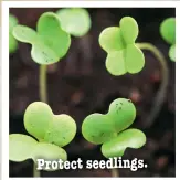  ??  ?? Protect seedlings.