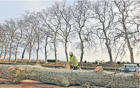  ??  ?? London’s tree-lined Mall could face a similar fate to France’s Canal du Midi, right which has been devastated by the disease ‘plane tree wilt’