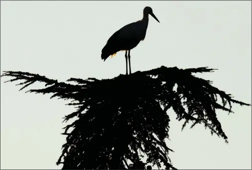  ?? (AP/Bernat Armangue) ?? A stork stands atop a tree Feb. 3 in Torrelagun­a, Spain, on the outskirts of Madrid.
