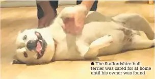  ?? The Staffordsh­ire bull terrier was cared for at home until his owner was found ??