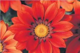  ??  ?? DAZZLING. Use gazania New Day Red as a border for a bed of succulents.