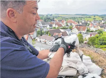  ?? FOTO: PATRICK HÜPEDEN ?? Hoch auf der Betzenweil­er Kirche beringt Rainer Sobel die kleinen Störche.