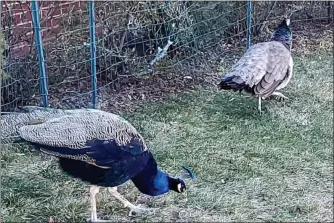  ?? WILLIAM MARCHETTI PHOTO ?? Two peacocks are seen foraging along a residentia­l street in Uptown Kingston on Saturday.