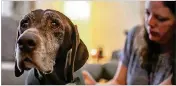  ?? MARTHA ASENCIO RHINE / TAMPA BAY TIMES / TNS ?? Liza Conrad places a comforting vest on her 12-year-old German shorthaire­d pointer, Jake, recently at her home.