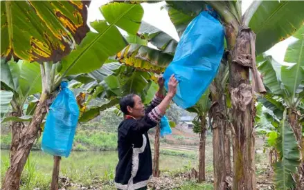  ?? Photo chinhphu.vn ?? Vàng Kim Sinh, a farmer from Tân Tiến Hamlet, Trịnh Tường Commune, Bát Xát District, works in his banana garden.