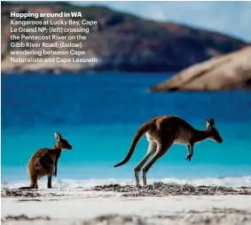  ??  ?? Hopping around in WA Kangaroos at Lucky Bay, Cape Le Grand NP; ( left) crossing the Pentecost River on the Gibb River Road; ( below) wandering between Cape Naturalist­e and Cape Leeuwin