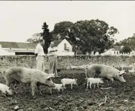  ??  ?? HEEL BO: Die Myburghs het sedert die laat 1940’s met varke geboer, nadat Philip sr. se pa, ook Philip, in Engeland gesien het met watter moderne praktyke varkboere woeker.