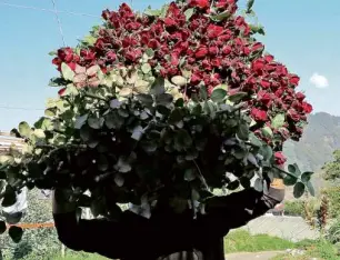  ??  ?? AWORKER hauls roses to the market in time for Valentine’s Day.