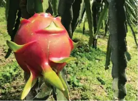  ??  ?? FRUTA. La pitahaya roja es una fruta codiciada en otros países y ahora se exporta desde la provincia Tsáchila.